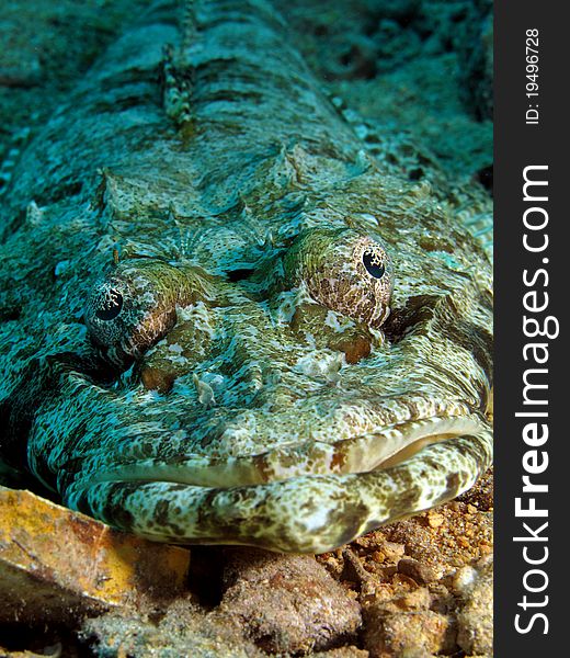 Indian Ocean Crocodilefish