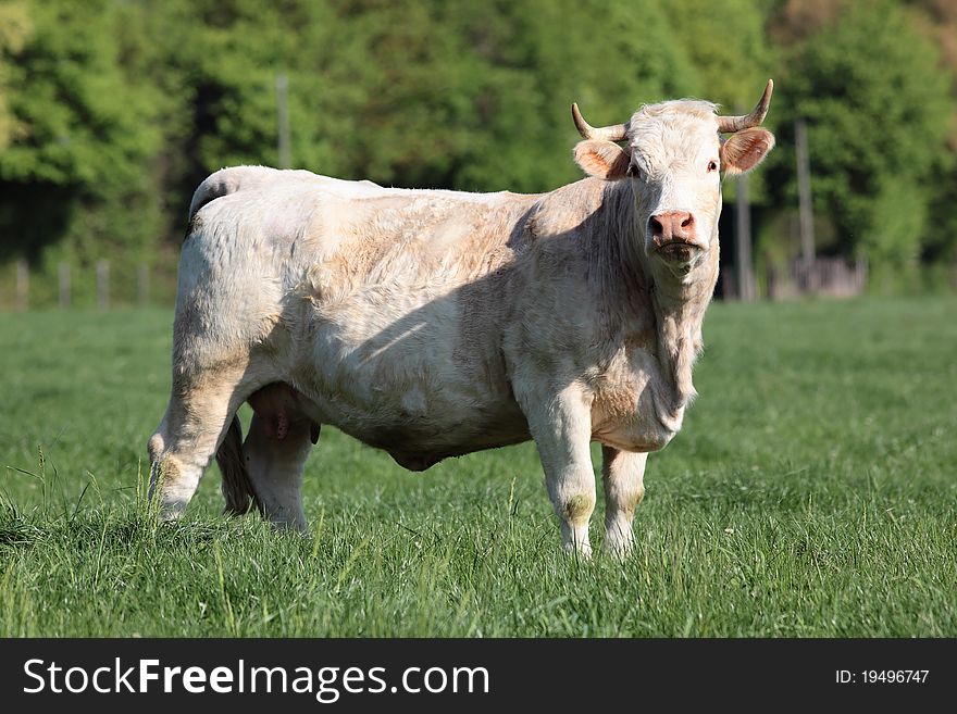 Big white cow and green grass