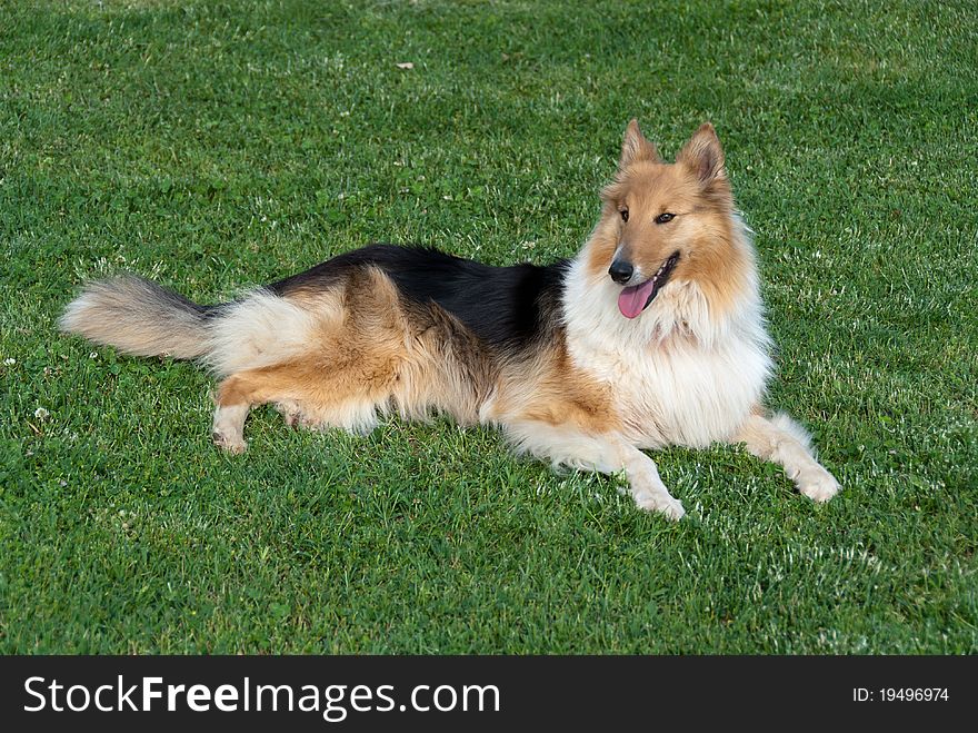 Collie lying at rest on the grass. Collie lying at rest on the grass