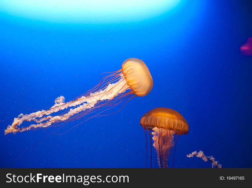 Two orange jellyfish in the water. Two orange jellyfish in the water