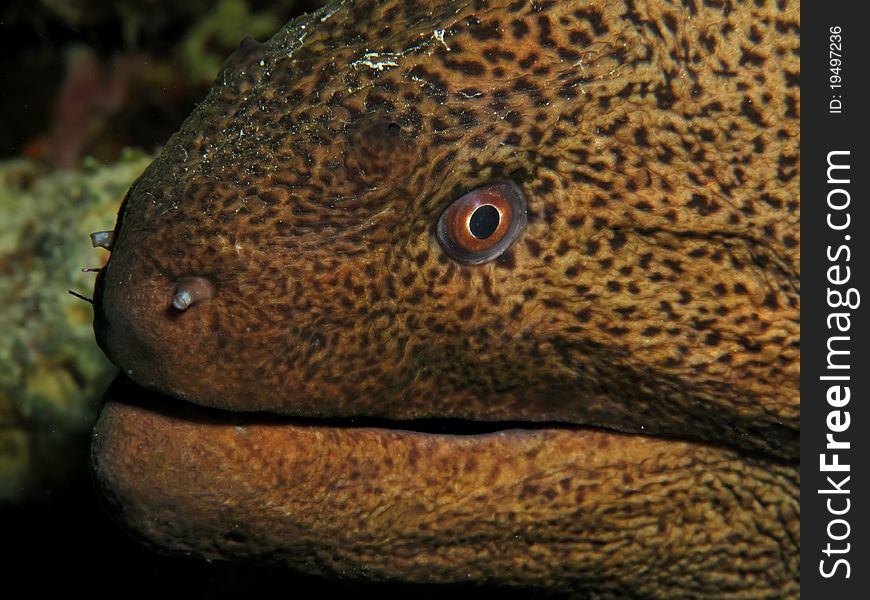 Giant Moray