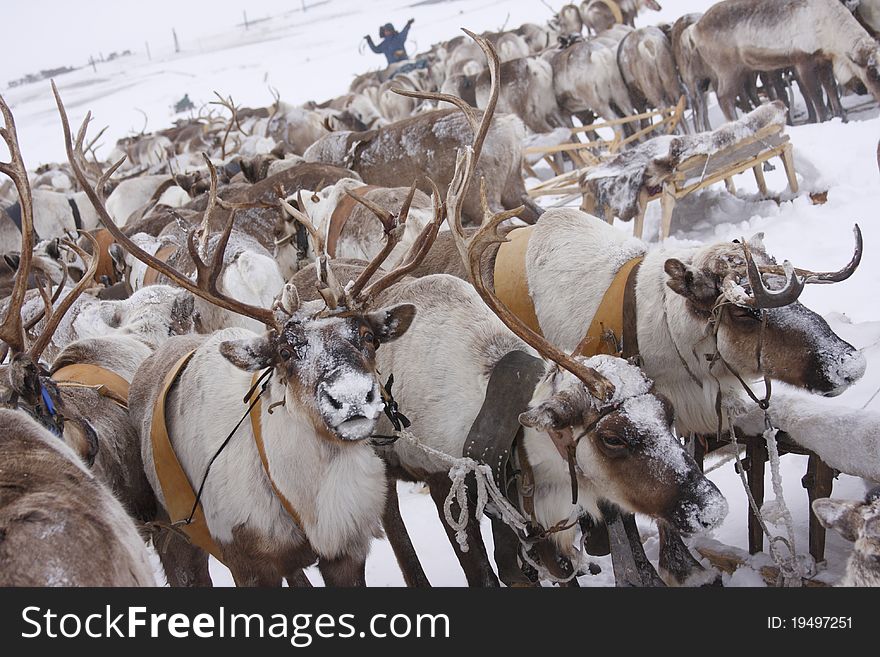 Deer in the north tundra