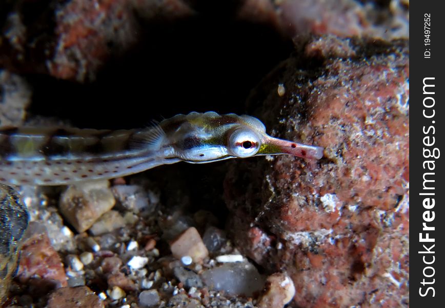 Pipefish