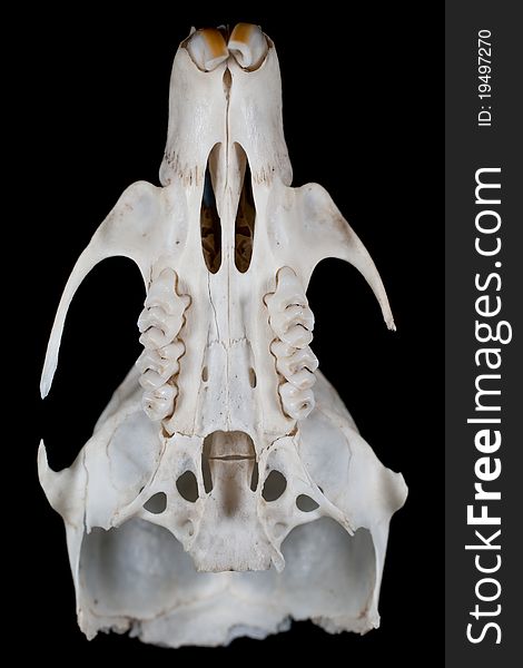 Mouse skull - dimensions: length 32mm, width 19mm, height 12mm
