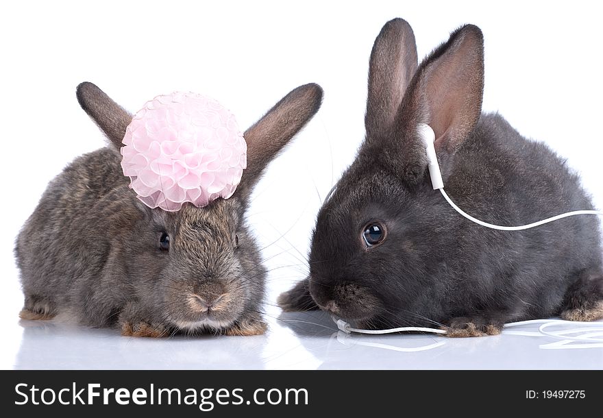 A two rabbits, isolated on white