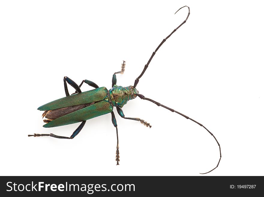 Longhorn beetle isolated on a white background