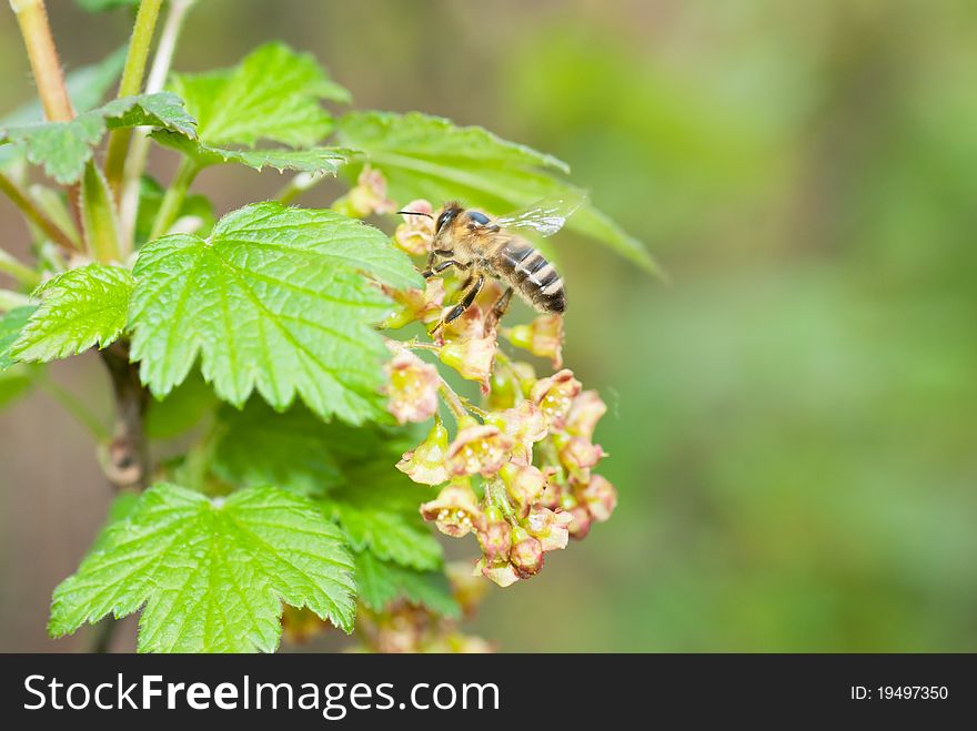 A bee on a flower of red currants
