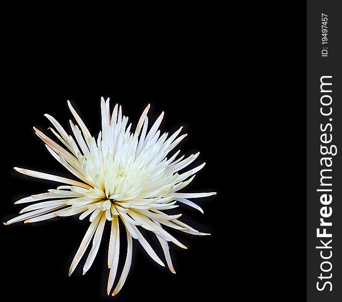 Vibrant white flower isolated on black in corner