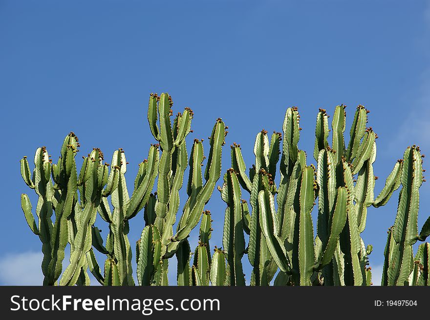 Cactuses closeup in natural conditions, on clear sky background