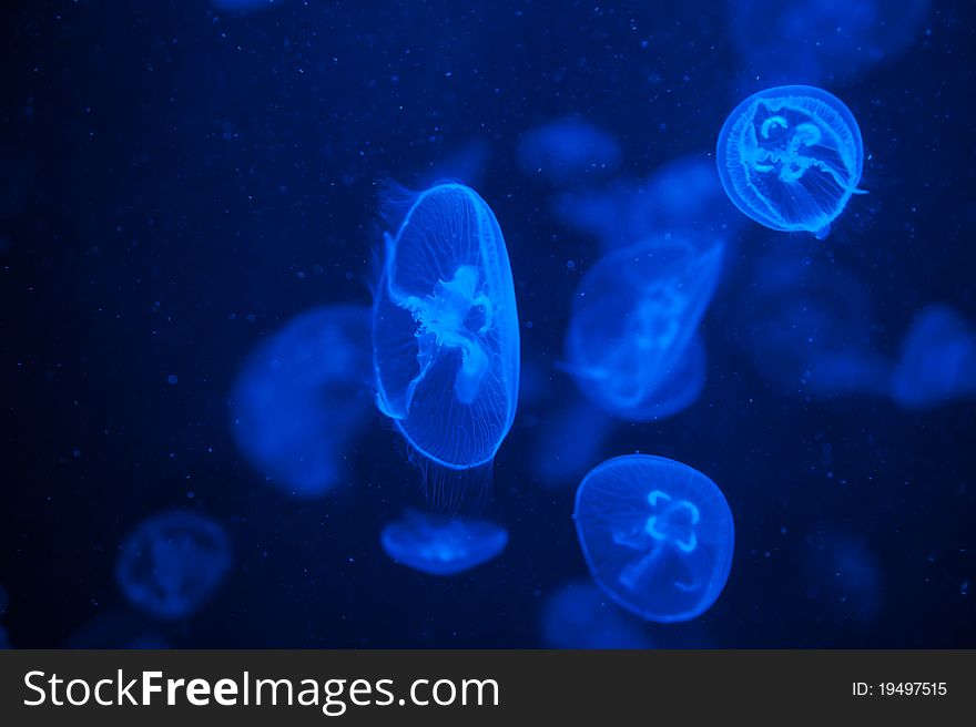 Many blue light jellyfish in the water