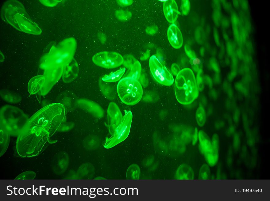 Many green light jellyfish in the water