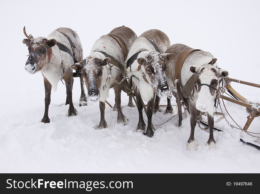Herd of deer in the north tundra