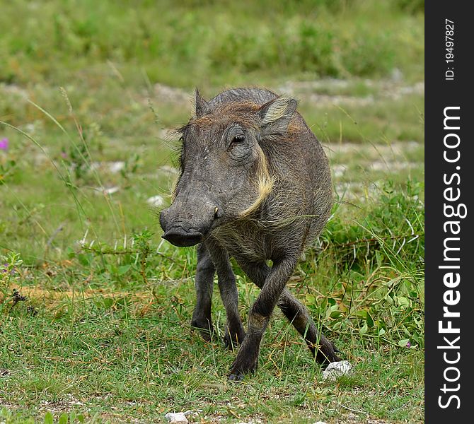 African Warthog