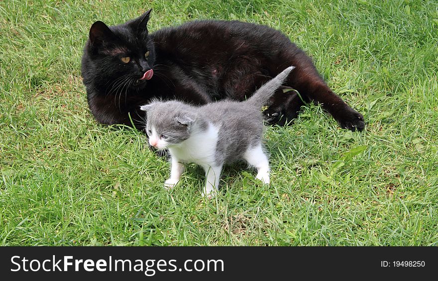 British purebred mother cat and newborn baby kitten. British purebred mother cat and newborn baby kitten