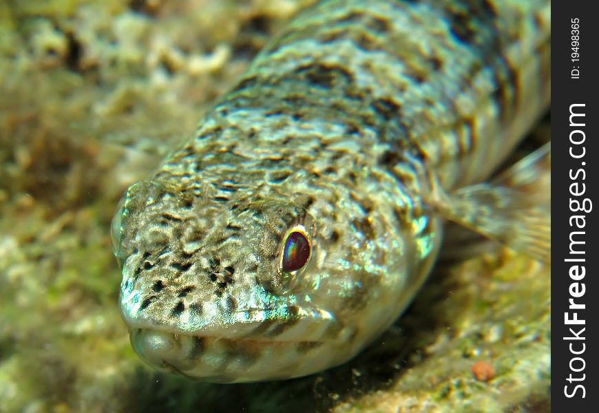 Lizardfish