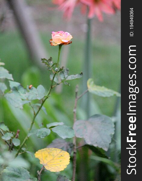 Plant Rose Flowering Plant Vulnerability Freshness, Green Background Photo.