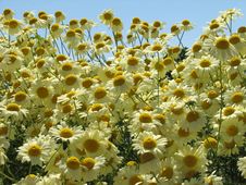 Marguerites Royalty Free Stock Photo Marguerites Royalty Free Stock Photo