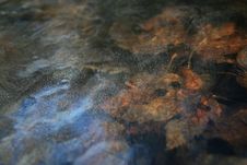 Frozen Leaf In Water Stock Images Frozen Leaf In Water Stock Images