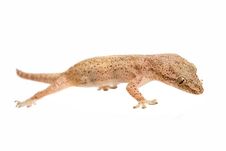 Free Gecko Stock Photography - 1954712