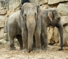 Two Elephants Royalty Free Stock Image Two Elephants Royalty Free Stock Image