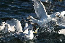 Seagulls Stock Photo