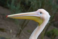 Pelican Stock Photos Pelican Stock Photos