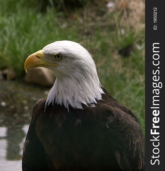 Head of eagle in prague zoo