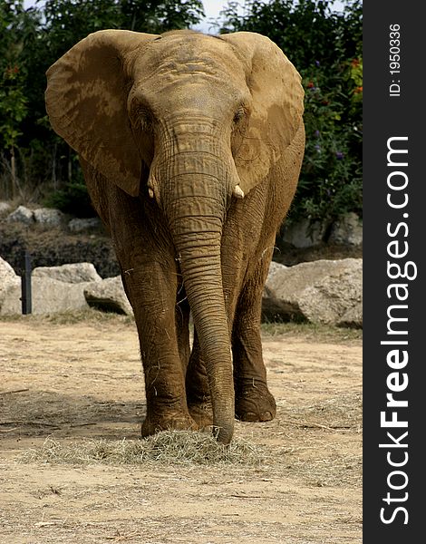African elephants are the two species of elephants in the Loxodonta genus, one of the two existing genera in Elephantidae. Although it is commonly believed that the genus was named by Georges Cuvier in 1825.
