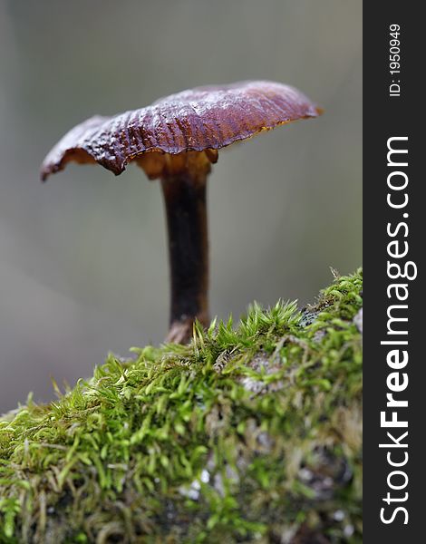Small mushroom on dry branch covered with moss. Small mushroom on dry branch covered with moss