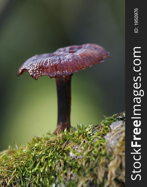 Small mushroom on dry branch covered with moss. Small mushroom on dry branch covered with moss