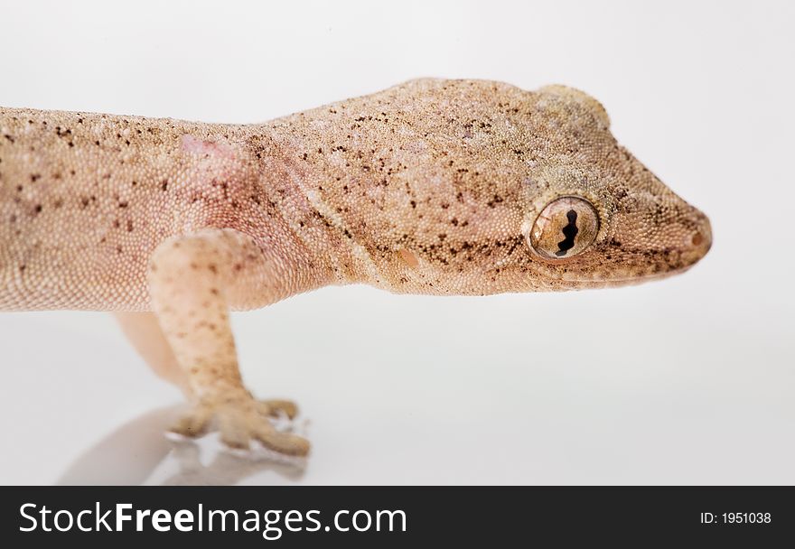 Close up of a gecko's head