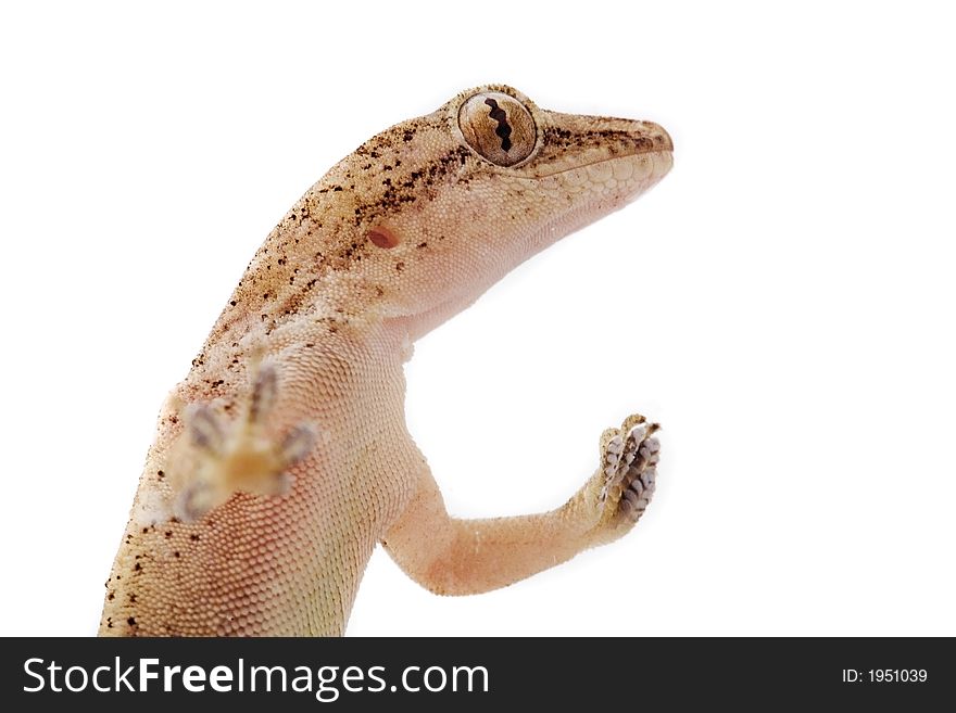 A gecko pokes his head up and looks around