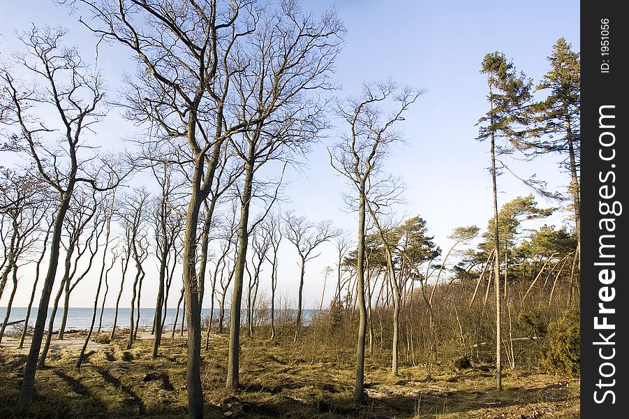 Some naked trees on a sea dune, sea horizon in the back. Some naked trees on a sea dune, sea horizon in the back.