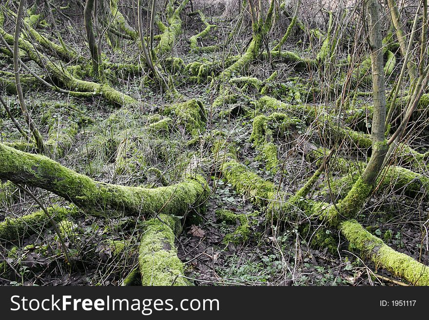 Lying branches outgrown with moss. Lying branches outgrown with moss