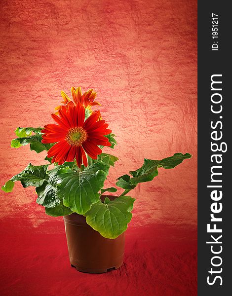 Gerber in a flowerpot on a red background-fine decoration and cosiness in the house