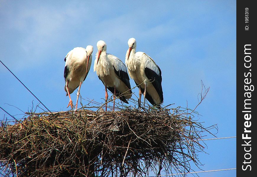 Three storks in their nest