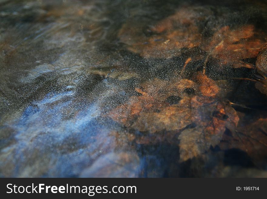 Frozen Leaf In Water