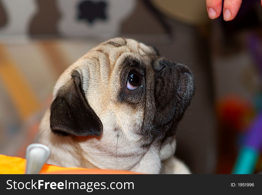 Pug looking at two fingers - blurred background. Pug looking at two fingers - blurred background