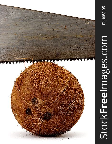 Handsaw cutting into a coconut. Handsaw cutting into a coconut