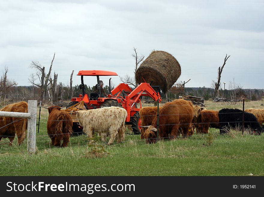 A tractor with a bale of hay surrounded by cows. A tractor with a bale of hay surrounded by cows