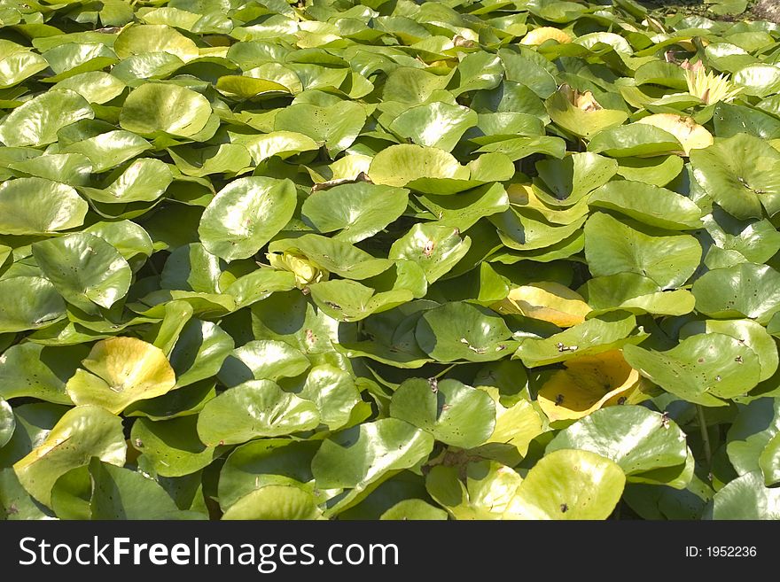 Waterlilies on garden pond on a sunny day