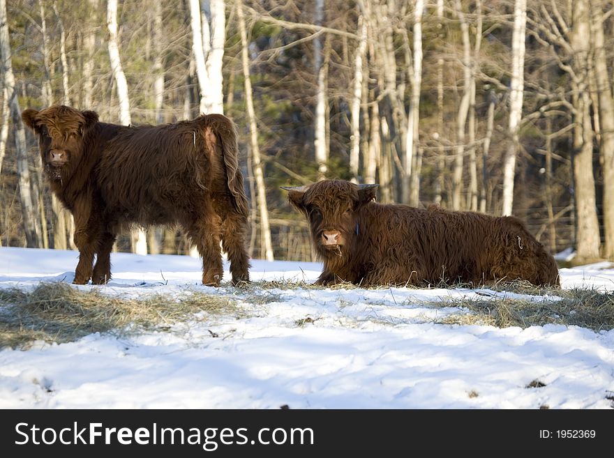 Two scottish highland calfs in the snow, staring at the viewer