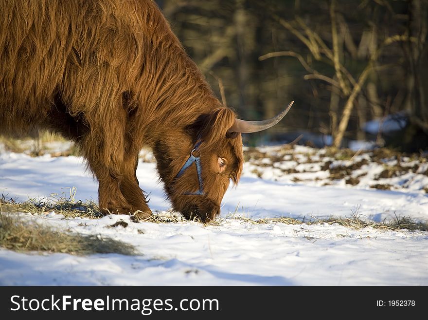 Scottish Highland bull's close-up in winter. Scottish Highland bull's close-up in winter.