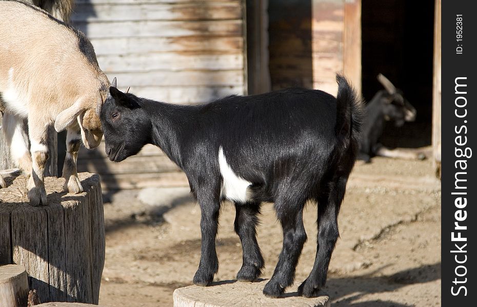 Two cute little goats butting heads in a friendly way. Two cute little goats butting heads in a friendly way