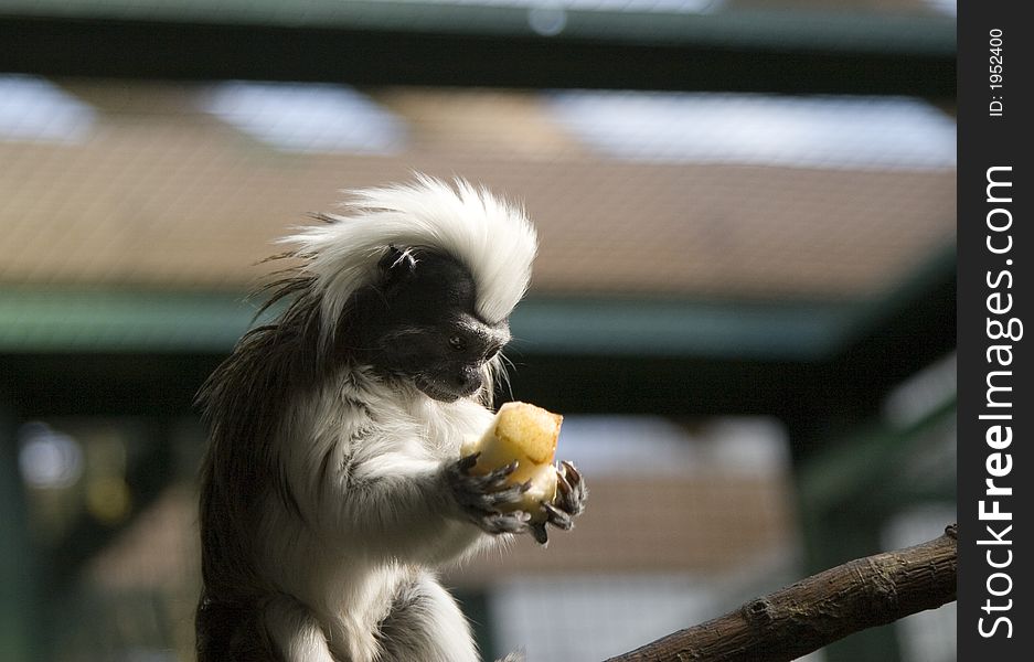 Cute marmoset sitting on a branch and holding banana. Cute marmoset sitting on a branch and holding banana