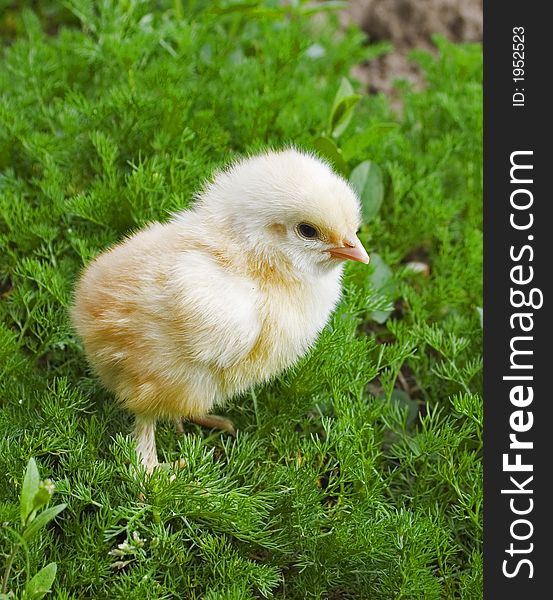 Yellow chick on green grass in spingtime