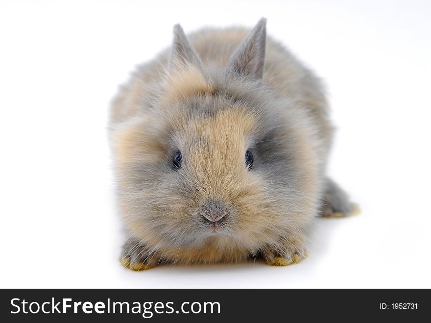 Small rabbit isolated on white background