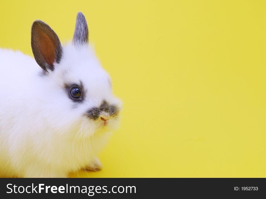 Small rabbit isolated on yellow background
