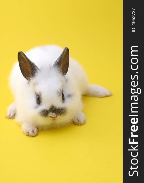 Small rabbit isolated on yellow background