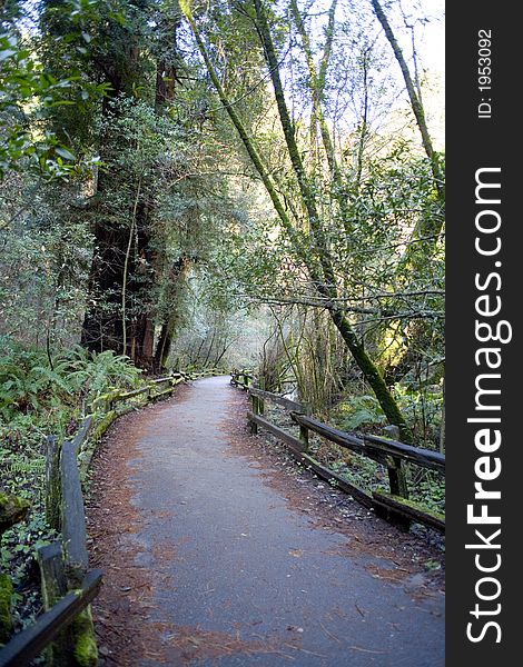 A trail in the redwoods. A trail in the redwoods